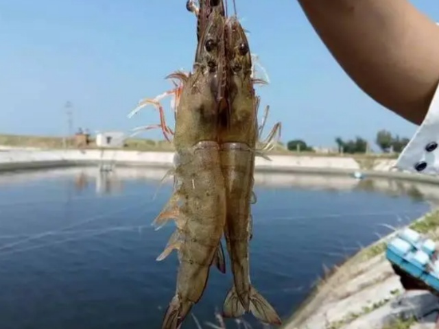 養殖南美白對蝦補鈣要點